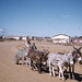 Donkey - mule team in Susuto native location. Pietersburg