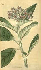 Anglų lietuvių žodynas. Žodis solanum giganteum reiškia <li>Solanum giganteum</li> lietuviškai.