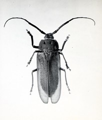 Anglų lietuvių žodynas. Žodis sawyer beetle reiškia sawyer vabalas lietuviškai.