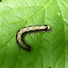 Twin-spotted Quaker moth larva. Anorthoa munda.