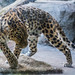 Leopard, Minnesota Zoo