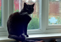 Sooty on the sill