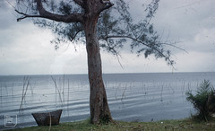 Lagos lagoon stakes marking crab nets of palm islands. Fish map ikoyi