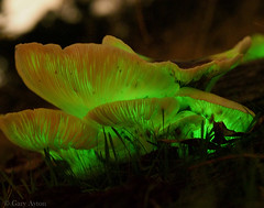 Amazing bioluminescent fungi at night • <a style="font-size:0.8em;" href="http://www.flickr.com/photos/44919156@N00/34874474666/" target="_blank">View on Flickr</a>