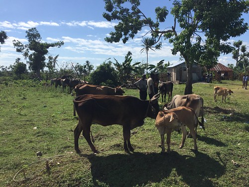 Appui aux ménages agricoles affectés par l’Ouragan Matthew dans le Sud D’Haïti
