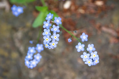 129/365 forget-me-nots