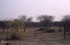 Wattle plantation for tannin. By Lake Achilafiya, Cassia goritensis on left