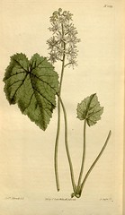 Anglų lietuvių žodynas. Žodis tiarella cordifolia reiškia <li>tiarella cordifolia</li> lietuviškai.
