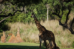 Kilimanjaro Safaris: Giraffe • <a style="font-size:0.8em;" href="http://www.flickr.com/photos/28558260@N04/34839559375/" target="_blank">View on Flickr</a>