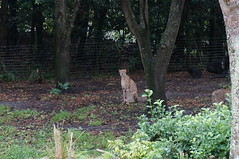 Kilimanjaro Safaris: Cheetah • <a style="font-size:0.8em;" href="http://www.flickr.com/photos/28558260@N04/35133465946/" target="_blank">View on Flickr</a>