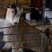 Goat, Minnesota Zoo