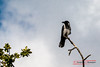 Hooded Crow (Corvus Cornix)