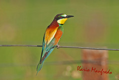 Gruccione -  European  Bee-eater -  Abelharuco  - Guepier d' Europe - Bienenfresser -  Bijeneter - Gyurgyalagok ( Merops apiaster )