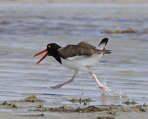 WINNER: American Oystercatcher. Photo by Inge Curtis