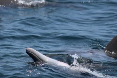 Delfine im Kisite Nationalpark