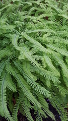 Anglų lietuvių žodynas. Žodis ferns reiškia paparčiai lietuviškai.