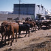 Patient oxen parked in Susuto native location. Pietersburg.