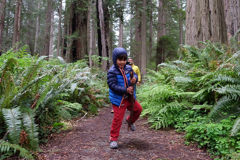 Blog Redwood National Park