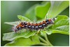 Yellow-tail moth larva (Euproctis similis) • <a style="font-size:0.8em;" href="http://www.flickr.com/photos/55250729@N04/35073328153/" target="_blank">View on Flickr</a>