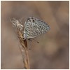 Lang's Short Tailed Blue (Leptotes pirithous) • <a style="font-size:0.8em;" href="http://www.flickr.com/photos/55250729@N04/35861620836/" target="_blank">View on Flickr</a>