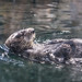 Otter, Minnesota Zoo