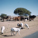 Mixed herd on native trust land east of Pieterburg, Transvaal
