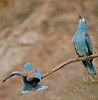 European Rollers (Coracias garrulus) couple duetting ...