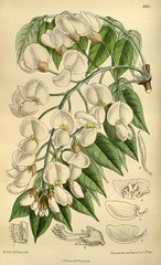 Anglų lietuvių žodynas. Žodis silky wisteria reiškia šilkiniai visterija lietuviškai.