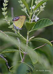 Amethyst Hairstreak