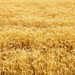 Spikelets winter wheat (Triticum L.) on the private sector in the summer