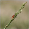 Soldier beetle (Rhagonycha fulva) • <a style="font-size:0.8em;" href="http://www.flickr.com/photos/55250729@N04/35073329233/" target="_blank">View on Flickr</a>