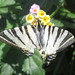 Scarce swallowtail MakGi