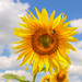 Flower sunflower (Helianthus L.) in summertime