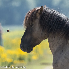 butterfly meets horse close up