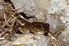Western Spadefoot Toad (Pelobates cultripes) coming to the pond ...