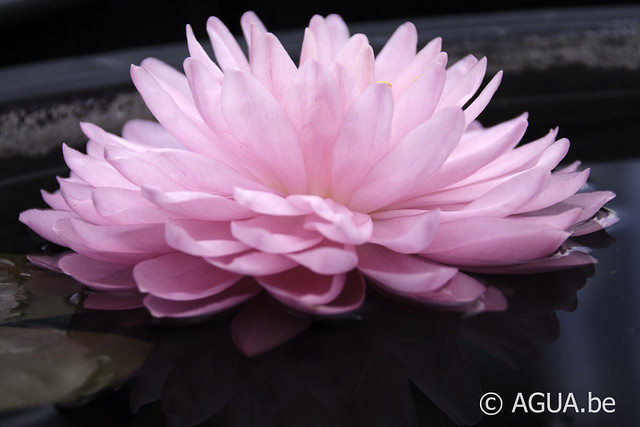 Pink Pom Pom