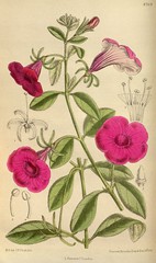 Anglų lietuvių žodynas. Žodis petunia integrifolia reiškia petunijos integrifolia vaisiai lietuviškai.