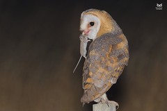 Natural feeding and 100% in wild! :) Coruja-das-torres, Barn Owl (Tyto alba)