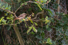 Juvenile Redstart