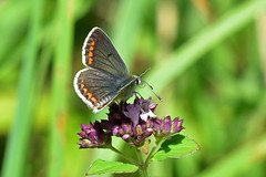 The Brown Argus Butterfly