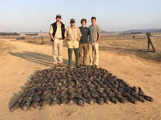 South Africa Bird Hunting 58