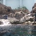 Dolphin feeding show in Osaka Aquarium Kaiyukan