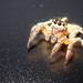 Ancona, Italy - Jumping Spider 2 by Gianni Del Bufalo  CC BY 4.0