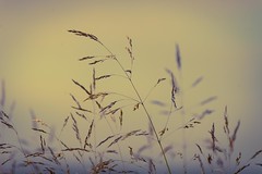 Grasses in early light