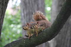 43/365/3330 (July 24, 2017) - Squirrels in Ann Arbor at the University of Michigan (July 24th, 2017)