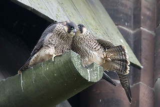 Peregrine falcons - juvenile, Kirkby
