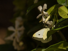 2017-198 Butterfly on Agapantha Leaf