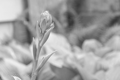 Day 156: Blooming Hosta Plant