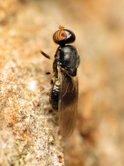 Tiny Soldier Fly