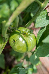 196/365 : Green tomatoes